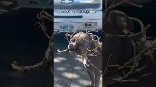 The funniest pet video of the year！#cat #dog #pets #funny #ViralMusic #trending