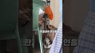 최고의 친구인 고양이와 강아지