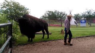 CowBoy uses Bison as a Roping Rack