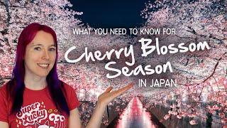  Tips for Cherry Blossom Season  Sakura in Japan 2024