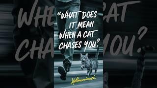 cat playing | Should I let my cat chase me #cat #cats #funnyanimals @Feline frenzy