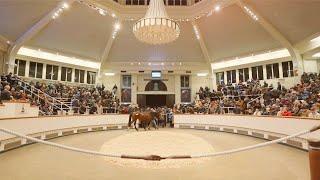 Tattersalls December Mares Sale 2024