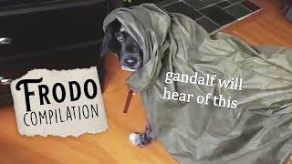 The ULTIMATE Frodo (aka my dog, lol) Compilation