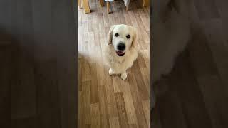 Dinner Time. Sonny the Golden Retriever and Troy the Labrador are hungry boys. #shorts