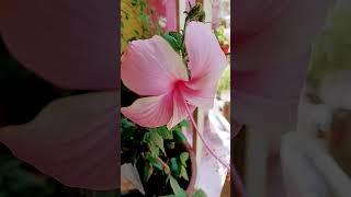 summer flower blooms on the balcony garden