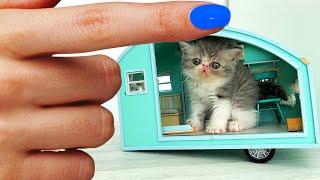 The SMALLEST Rescued KITTEN Found a Home! Building a NEW HOUSE for cats