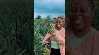 Ghana’s Biggest Pineapple Farm| Let’s tour Milani Limited!