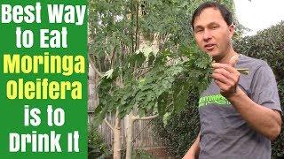 Best Way to Eat Moringa is to Drink It - How to Juice Fresh Moringa Oleifera Leaves