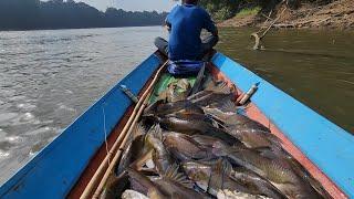 KEBERUNTUNGAN NELAYAN LAMANDAU BISA DAPAT IKAN SEBANYAK INI