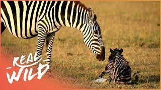 Punda The Zebra: The Unusual Hero Of The Herd | Real Wild