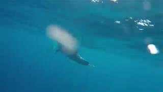 Dolphins in Chalkidiki - Tino Haug