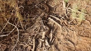 Brown House snake (Boaedon fuliginosus), Trarza, Mauritania