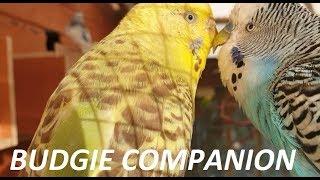 6 Hours of Budgies in their Aviary - Play For Your Budgie!