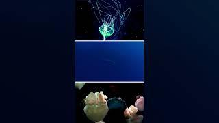 " Ocean Wonders: Dive into the Vast Blue Horizon | Unveiling Earth's Secrets! " #OceanWonders
