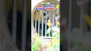 푸바오 문이 닫혀서 강제 조기퇴근 ㅎㅎ 많이먹어 #푸바오실시간 #푸바오근황 #판다월드 #에버랜드 #아이바오 #러바오 #루이바오 #후이바오 #강바오 #송바오 #푸바오나무타기