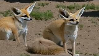 Fennec fox, documentary ai