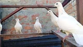 jasne srebrniaki pigeon Poland  tauben