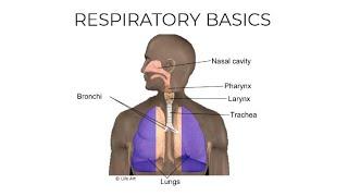 Respiratory Basics (Screencast)