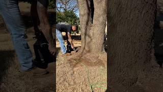 Tree Receives Life-Saving Injection! 