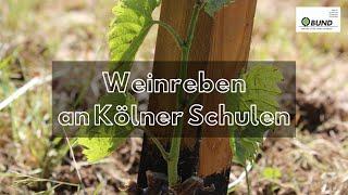 Weinreben an Kölner Schulen