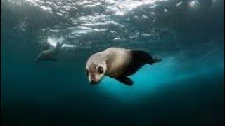 Seals at Jervis Bay - JNJ Scuba