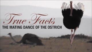 True Facts: Mating Dance of the Ostrich