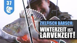 WINTER-ANGELN: So fängt die LARVE Barsche OHNE ENDE!