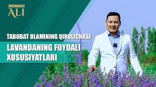 Tabobat olamining qirolichasi — lavandaning foydali xususiyatlari