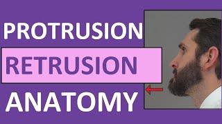 Protrusion, Retrusion, and Excursion Anatomy Body Movement Terms