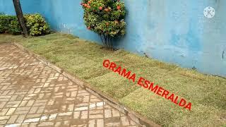 grama esmeralda