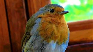 The Day a Robin Became a Friend - filmed by Syd Pearman