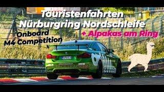 M4 Onboard Action + Alpakas + Fail VW Golf & Lotus Exige Touristenfahrten Nürburgring Nordschleife