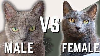 Male Russian Blue Cat VS Female Russian Blue Cat