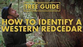 Western Redcedar - How to Identify Them!  || Nerdy About Nature Tree Guide