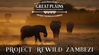 Project Rewild Zambezi | Great Plains Foundation