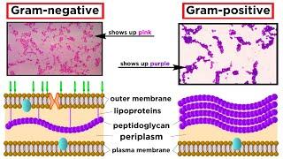 Unicellular Life Part 1: Bacteria