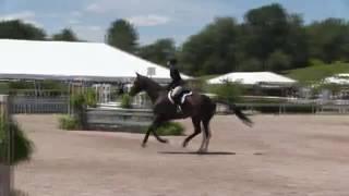 Video of HAVE YOU HEARD ridden by OLIVIA WERNER from ShowNet!