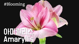 아마릴리스 꽃피는 모습 / Amaryllis / 개화