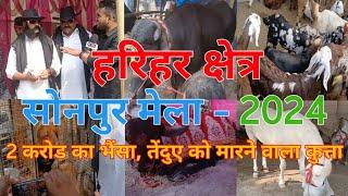 घोडा बाजार | sonpur mela 2024 | Dog bajaar | Horse market Sonpur Mela | Dog Market Sonepur mela 2024