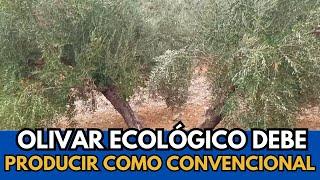 3 CONSIDERATIONS to Convert Your Olive Grove to ORGANIC