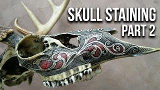 Skull Staining: Preparing Skulls for Staining (Part 2)