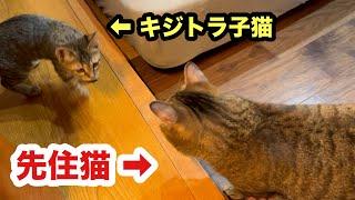 残された子猫を気にかける先住猫は同じキジトラ