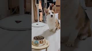 Corgi -コーギー-哥基 『布丁』- Eat!