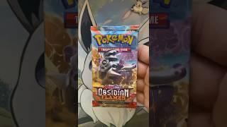 Obsidian Flames week D5 #pokemon #pokemoncards #pokemonscarletviolet  #pokemoncommunity #shorts