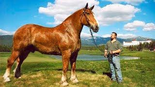 The BIGGEST HORSES In The World 