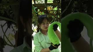 黄姐姐独居生活日常，黄姐姐今天在菜地里收获了很多蔬菜！#农村女孩日常 #乡村生活#农村赶集 #黄姐姐独居生活日常