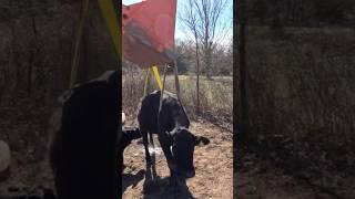 About as Unflattering as it Gets! #farmlife #cow #farm #brangus #cattle #ranch #kubota #bull