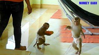 Adorable Monkey, Clever Kako Walking To Get Papaya Fruit And Crying Loudly Can't Wait Mom Feed