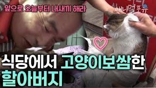 식당에서 고양이 보쌈한 70세 할아버지와 질투하는 할머니 I KBS 반려동물극장 단짝 150626 방송