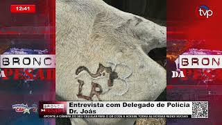 Gado furtado de propriedade é recuperado -  Delegado de Polícia  Dr.  Joás – Fala sobre o caso